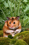 golden hamster