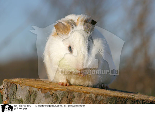 Meerschweinchen / guinea pig / SS-00809