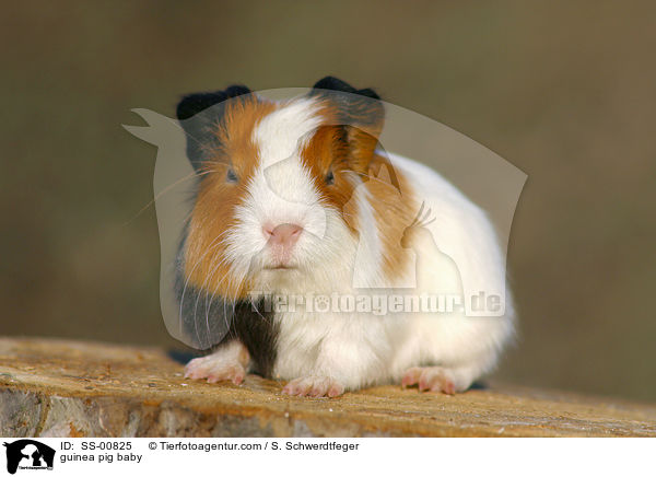 guinea pig baby / SS-00825