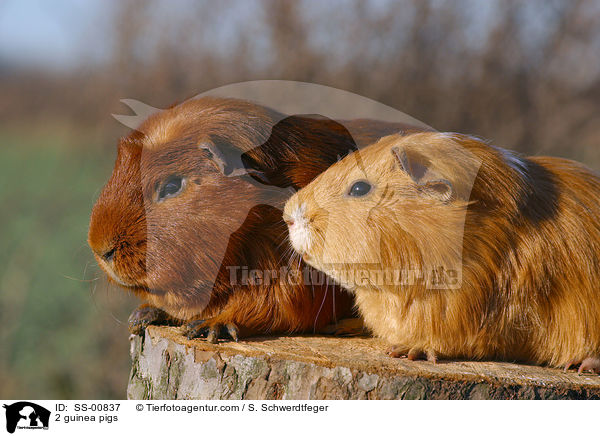 2 guinea pigs / SS-00837