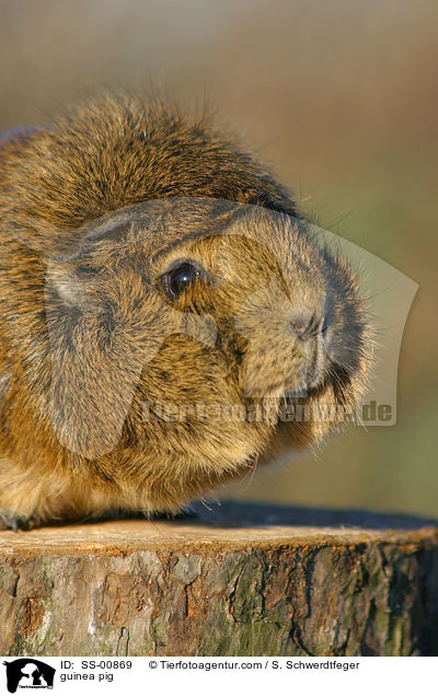 guinea pig / SS-00869