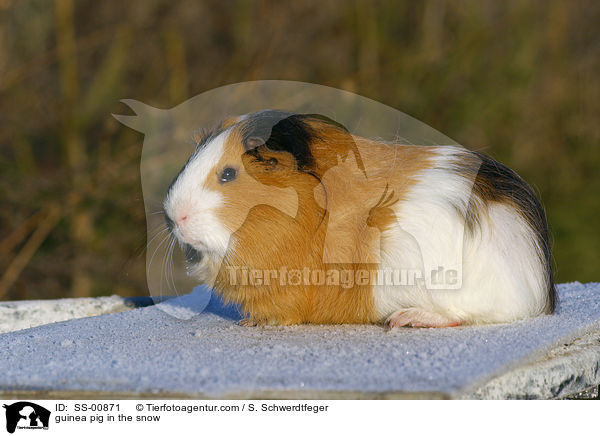 guinea pig in the snow / SS-00871