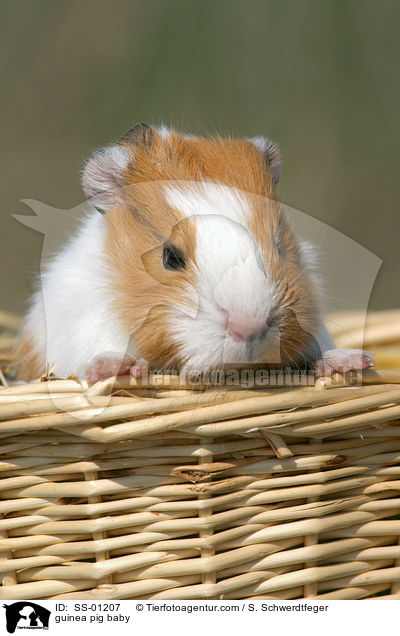 guinea pig baby / SS-01207