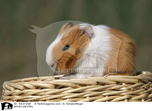 guinea pig baby / SS-01208