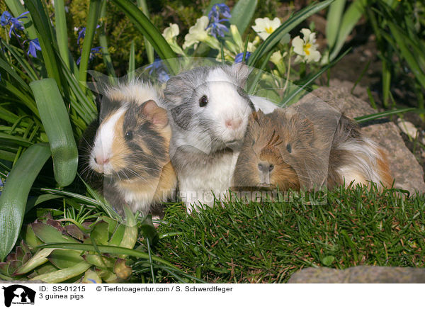 3 guinea pigs / SS-01215