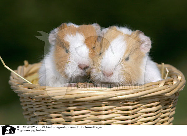 2 Meerschweinchen Babies / 2 guinea pig babies / SS-01217