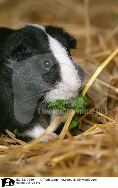 eating guinea pig / SS-01491