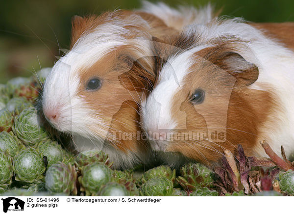 2 guinea pigs / SS-01496