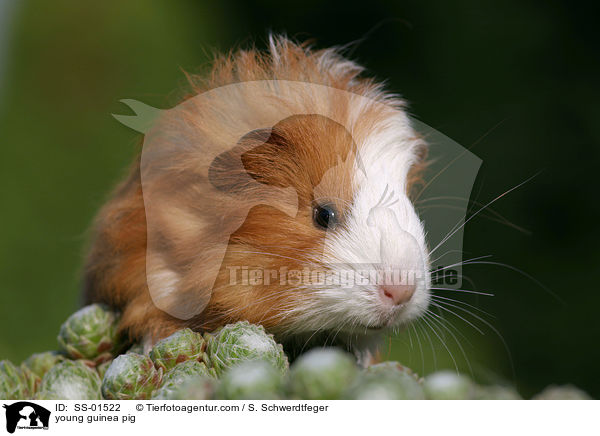 young guinea pig / SS-01522