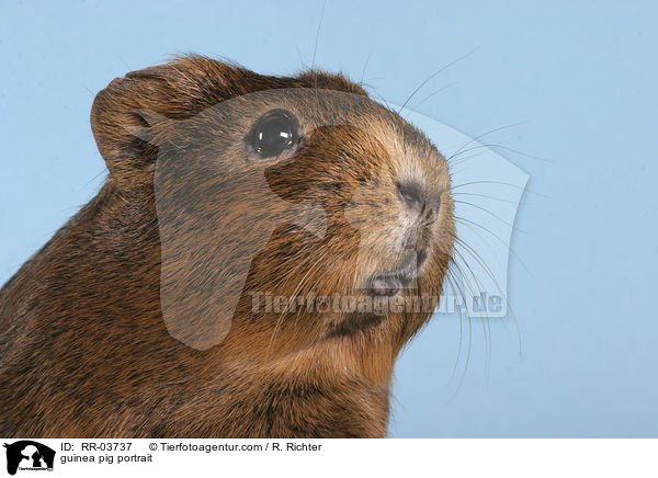 guinea pig portrait / RR-03737