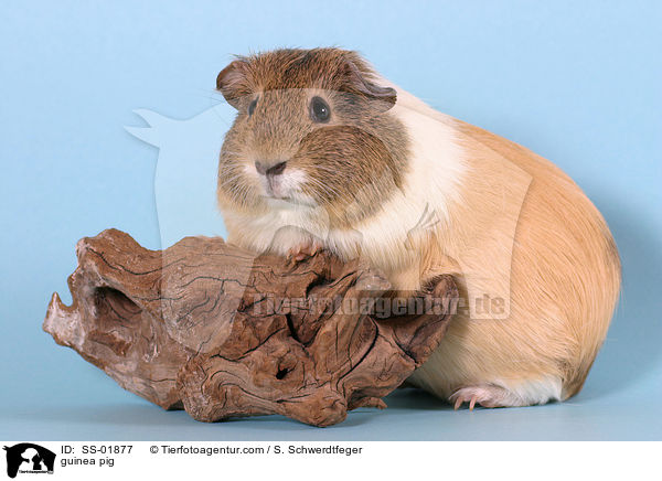 guinea pig / SS-01877