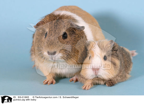Meerschwein mit Jungem / guinea pig with baby / SS-01885
