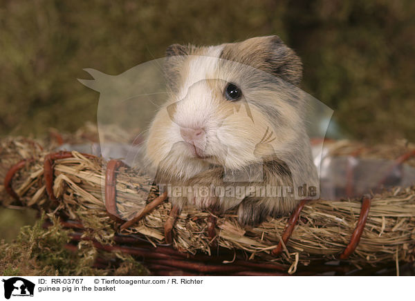Meerschweinchen im Krbchen / guinea pig in the basket / RR-03767