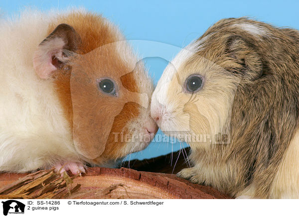2 guinea pigs / SS-14286