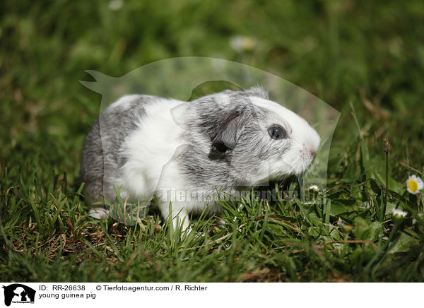 young guinea pig / RR-26638