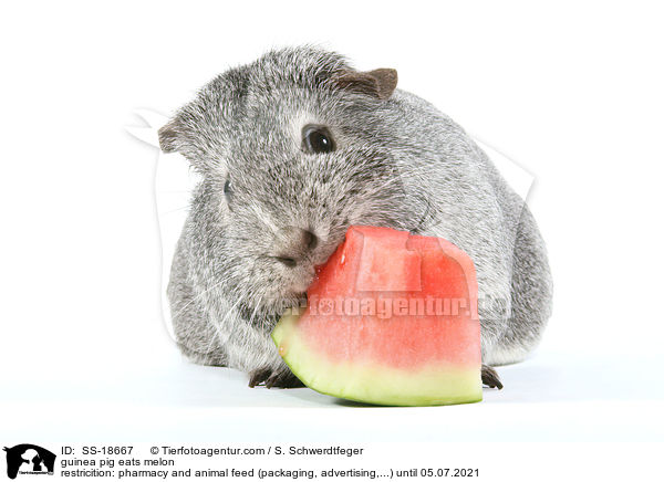 Meerschweinchen frit Melone / guinea pig eats melon / SS-18667