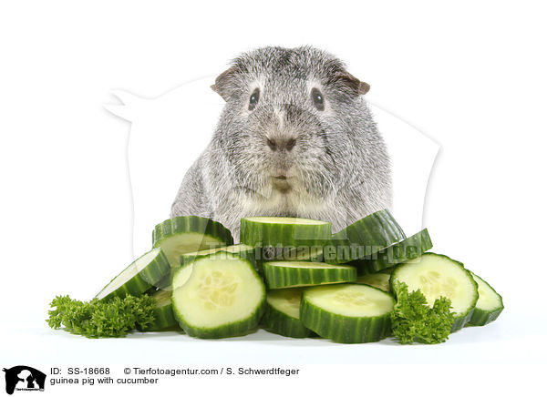 guinea pig with cucumber / SS-18668