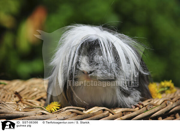 guinea pig / SST-06366