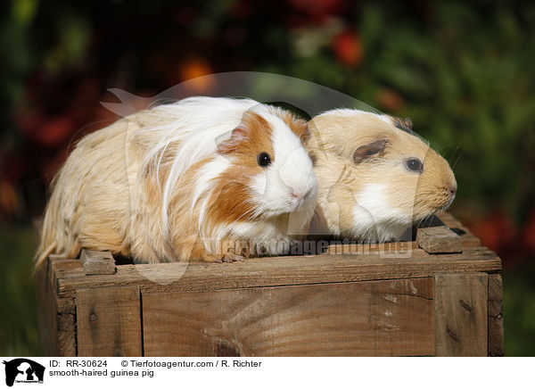 smooth-haired guinea pig / RR-30624