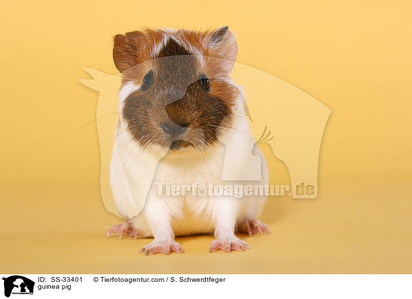 guinea pig / SS-33401