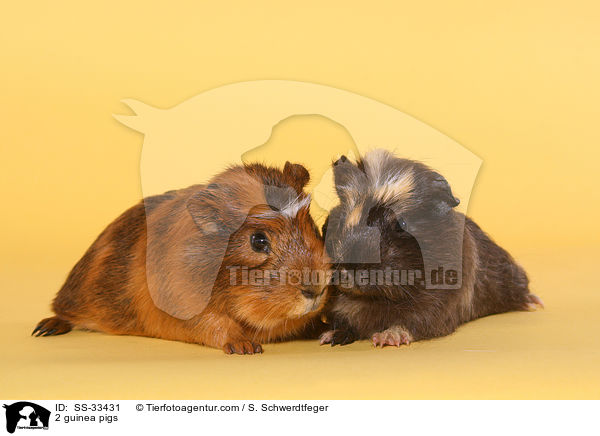 2 guinea pigs / SS-33431