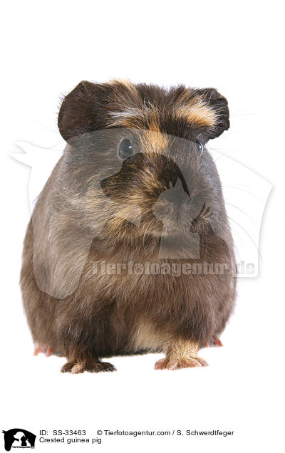 Crested guinea pig / SS-33463
