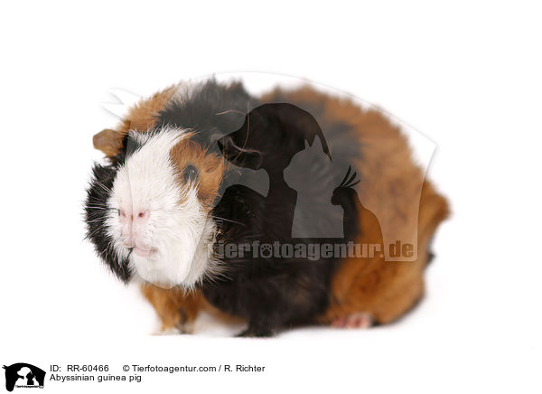 Abyssinian guinea pig / RR-60466