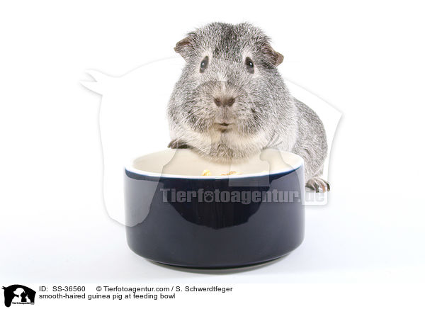 smooth-haired guinea pig at feeding bowl / SS-36560