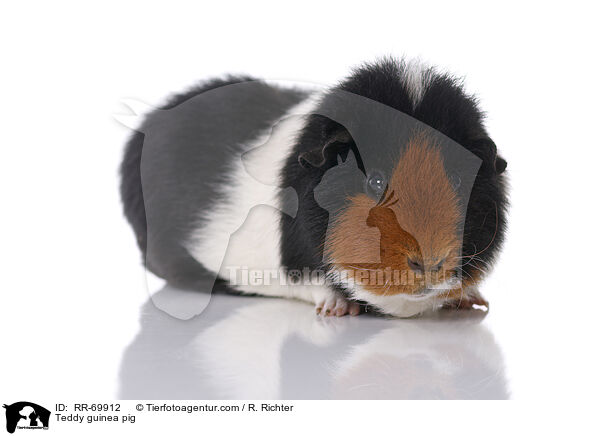 Teddy guinea pig / RR-69912