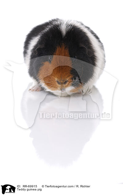 Teddy guinea pig / RR-69915