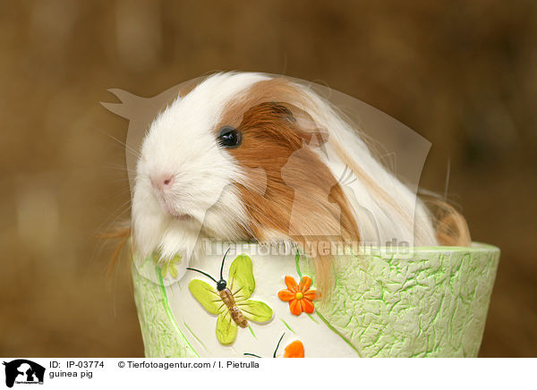 guinea pig / IP-03774