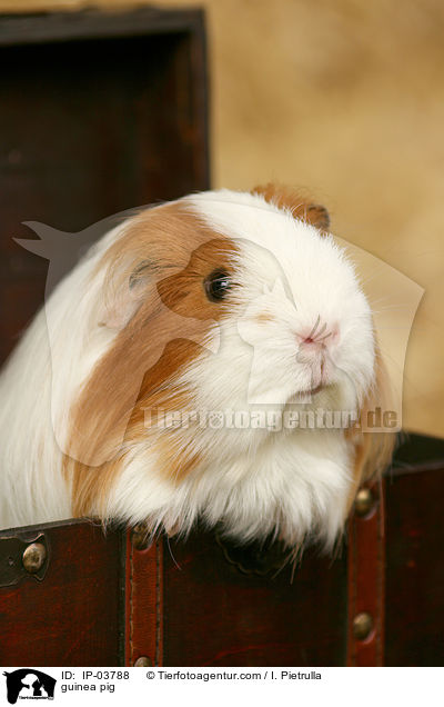 guinea pig / IP-03788