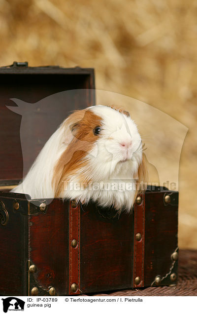 guinea pig / IP-03789