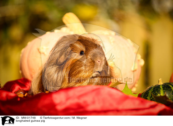 longhaired guinea pig / MW-01748
