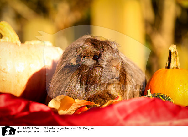 guinea pig in autumn foliage / MW-01754