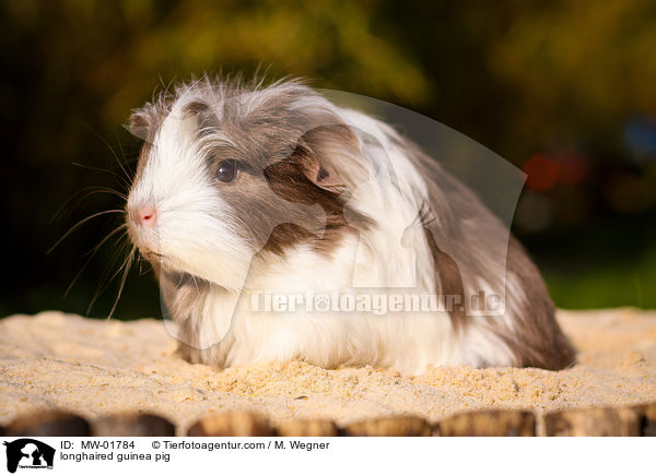 longhaired guinea pig / MW-01784