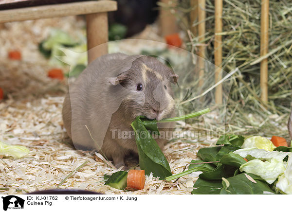 Glatthaarmeerschwein / Guinea Pig / KJ-01762