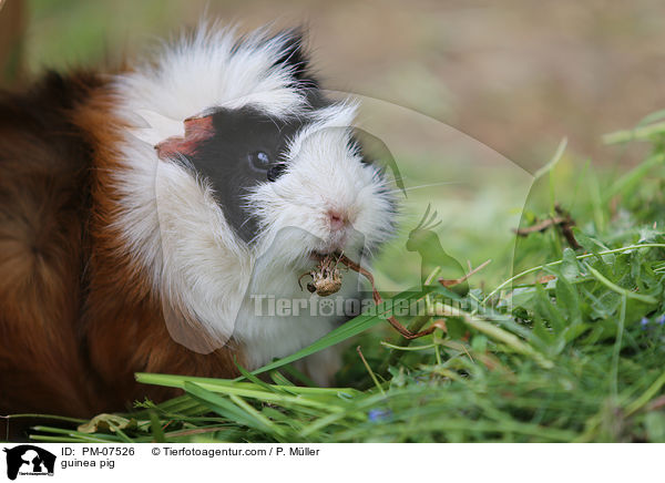 guinea pig / PM-07526