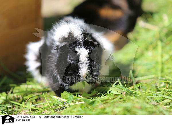 guinea pig / PM-07533