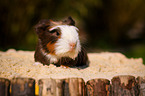 colorful guinea pig