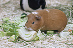 Guinea Pig