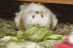 Guinea Pig