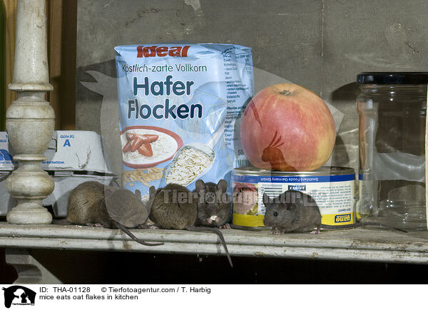 mice eats oat flakes in kitchen / THA-01128