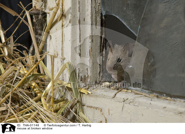 Maus kommt durch Loch im Fenster / mouse at broken window / THA-01148