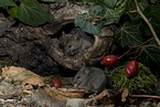 brown house mice