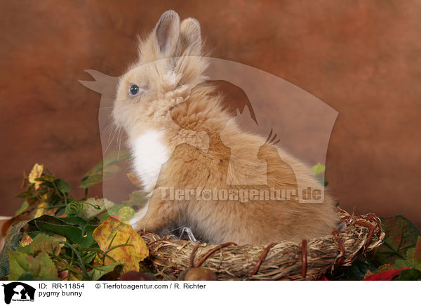 pygmy bunny / RR-11854