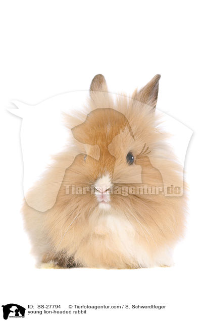 young lion-headed rabbit / SS-27794