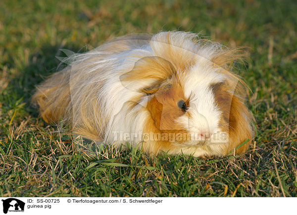 guinea pig / SS-00725