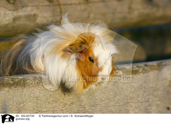 guinea pig / SS-00730