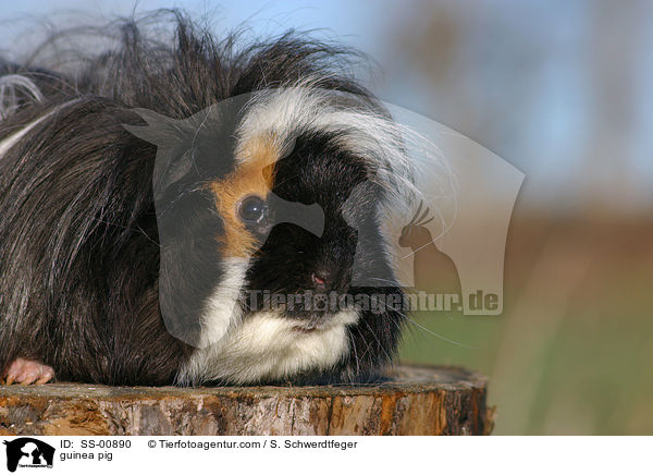 guinea pig / SS-00890